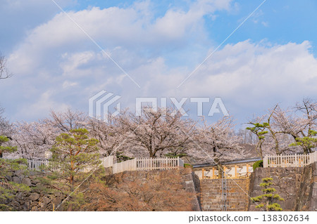 (Yamanashi Prefecture) Cherry blossoms in bloom at Maizuru Castle Park (Kofu Castle Ruins) 138302634