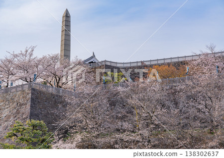 (Yamanashi Prefecture) Cherry blossoms in bloom at Maizuru Castle Park (Kofu Castle Ruins) 138302637