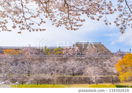 (Yamanashi Prefecture) Cherry blossoms in bloom at Maizuru Castle Park (Kofu Castle Ruins) (Yamanashi Prefecture) Cherry blossoms in bloom at Maizuru Castle Park (Kofu Castle Ruins) 138302639