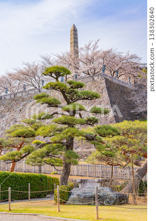 (Yamanashi Prefecture) Cherry blossoms in bloom at Maizuru Castle Park (Kofu Castle Ruins) (Yamanashi Prefecture) Cherry blossoms in bloom at Maizuru Castle Park (Kofu Castle Ruins) 138302640