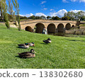 鴨子在草地上悠閒地躺著，背景是澳洲塔斯馬尼亞州里士滿的里士滿橋拱門，這是澳洲最古老的石橋。 138302680