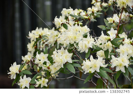 Hikage杜鵑花 Hikage杜鵑花 138302745
