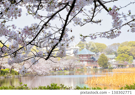 Ueno Shinobi pond cherry blossoms Ueno Shinobi pond cherry blossoms 138302771