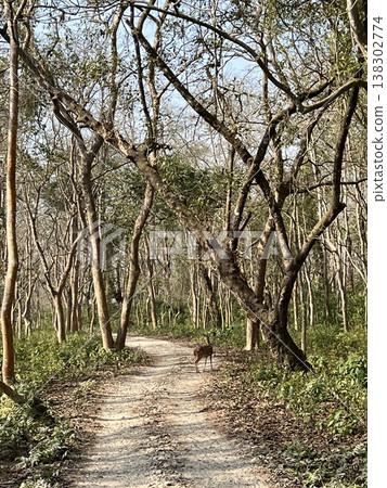 Safari tour road in Chitwan National Park, Nepal Safari tour road in Chitwan National Park, Nepal 138302774