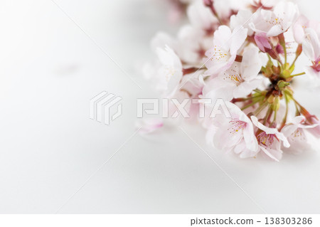 Somei Yoshino cherry blossoms against a white background Somei Yoshino cherry blossoms against a white background 138303286