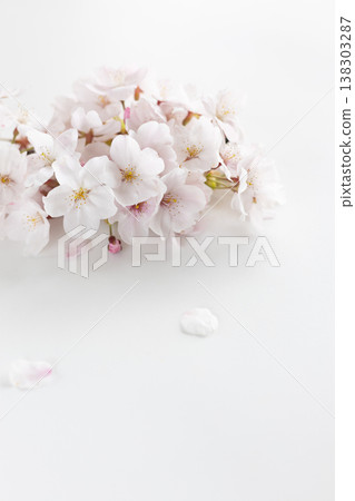 Somei Yoshino cherry blossoms against a white background Somei Yoshino cherry blossoms against a white background 138303287