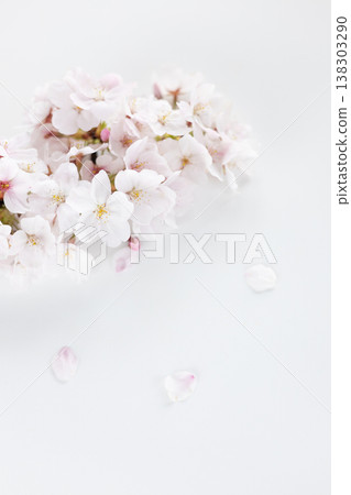 Somei Yoshino cherry blossoms against a white background 138303290