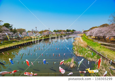 櫻花和鯉魚飄帶 138303299