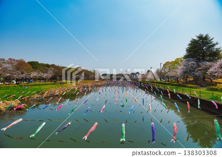 櫻花和鯉魚飄帶 櫻花和鯉魚飄帶 138303308