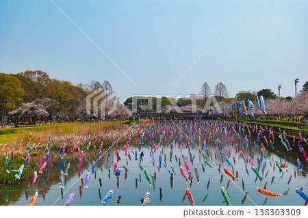 櫻花和鯉魚飄帶 櫻花和鯉魚飄帶 138303309