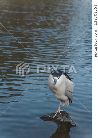 Black-Crowned Night Heron Standing on Rock in Pond Black-Crowned Night Heron Standing on Rock in Pond 138303353