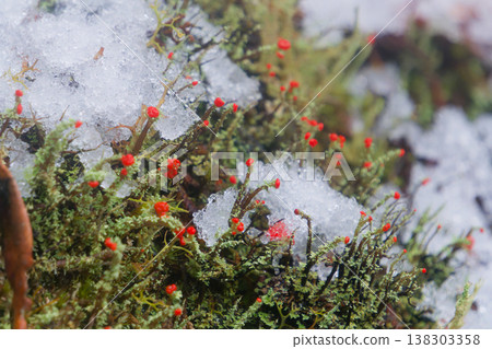 Tiny Red Cup Lichen Emerging Through Melting Snow 138303358