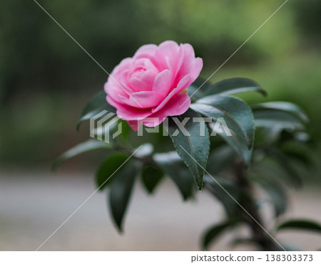 冬天的山茶花 138303373