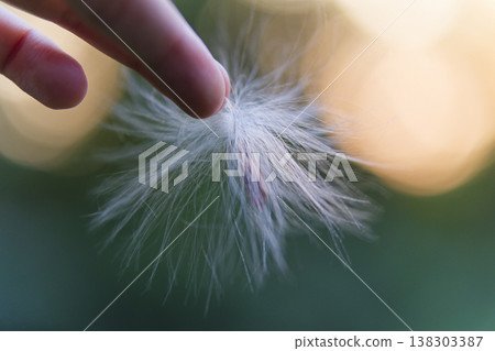 Hand Gently Touching Dandelion Seed Head with Bokeh Hand Gently Touching Dandelion Seed Head with Bokeh 138303387