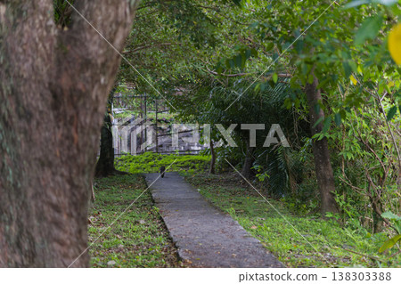 Silhouette of Stray Cat Walking on Shaded Garden Path with Iron Fence Silhouette of Stray Cat Walking on Shaded Garden Path with Iron Fence 138303388