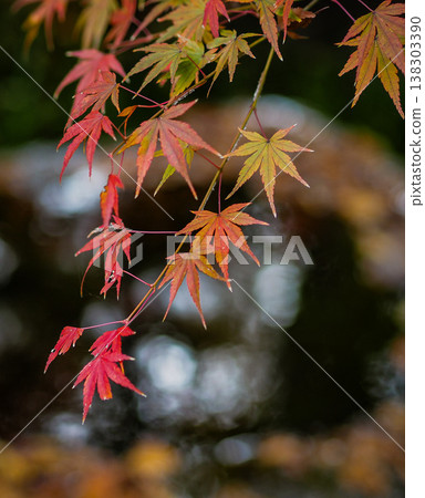改變葉子的Momiji 改變葉子的Momiji 138303390