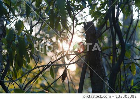 Sun Rays Piercing Through Lush Green Leaves and Tree Trunk Sun Rays Piercing Through Lush Green Leaves and Tree Trunk 138303392