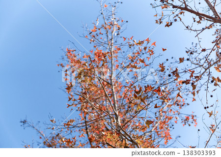 Autumn Tree with Vibrant Red Leaves and Seed Pods Against Blue Sky Autumn Tree with Vibrant Red Leaves and Seed Pods Against Blue Sky 138303393