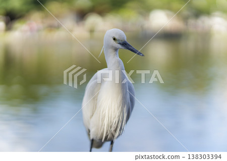 Little Egret Standing Gracefully in Pond Little Egret Standing Gracefully in Pond 138303394