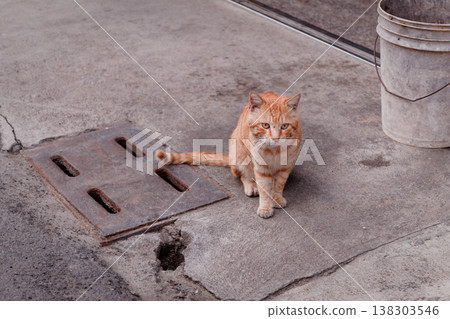 Curious Orange Tabby Street Cat on Weathered Sidewalk in Taiwan Curious Orange Tabby Street Cat on Weathered Sidewalk in Taiwan 138303546