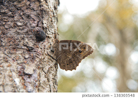Camouflaged Brown Moth with Eyespot Wings Resting on Tree Trunk 138303548