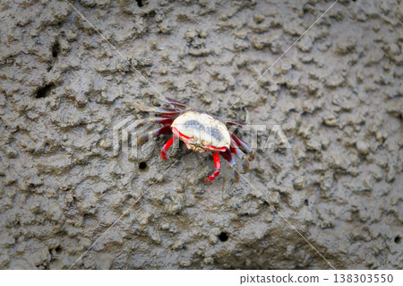 Xeruca formosensis Taiwan Endemic Fiddler Crab at Gaomei Wetlands 138303550