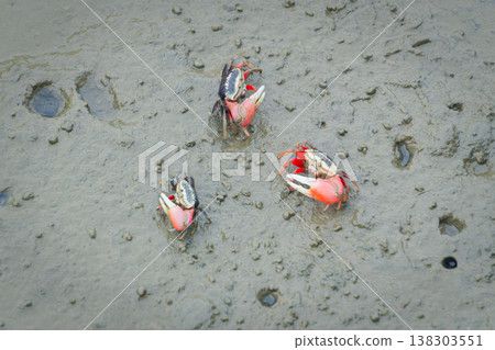 Red Fiddler Crabs Foraging on Gaomei Wetlands Mudflat, Taichung Taiwan 138303551