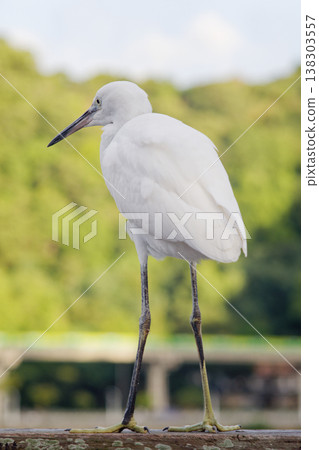Rear Side View of Little Egret Standing on Ground Rear Side View of Little Egret Standing on Ground 138303557