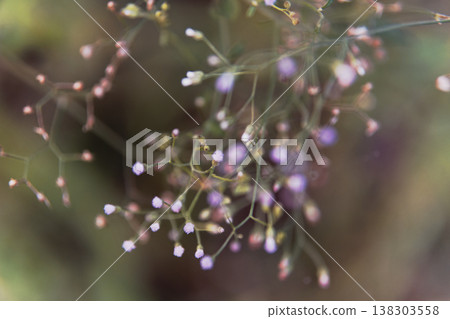 Delicate Cluster of Pink Wildflowers with Bokeh Delicate Cluster of Pink Wildflowers with Bokeh 138303558