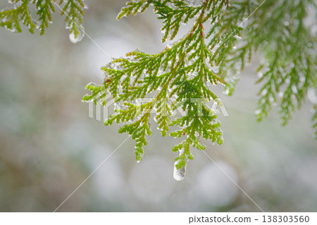 Closeup of Lush Green Cedar Branch with Dew Drops and Snow Background 138303560