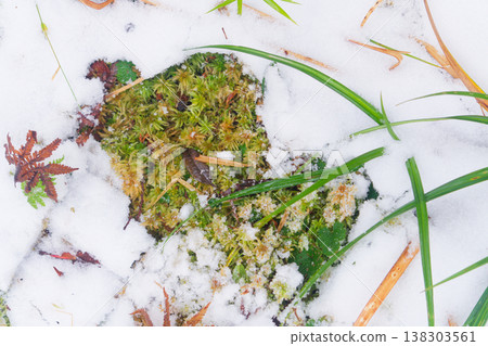 Lush Moss and Grass with Autumn Leaves Under Snow Cover 138303561