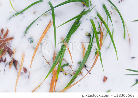 Frosty Green Grass Emerging Through Snow with Autumn Leaves Frosty Green Grass Emerging Through Snow with Autumn Leaves 138303562
