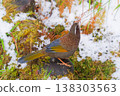 Rufous Babbler Perched on Mossy Rock in Snowy Forest 138303563