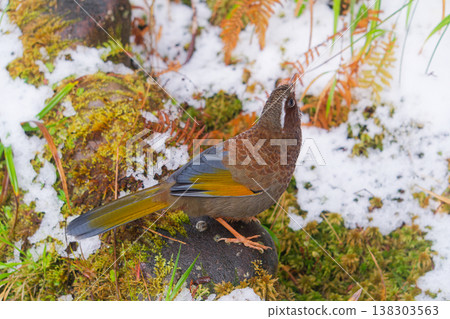 Rufous Babbler Perched on Mossy Rock in Snowy Forest Rufous Babbler Perched on Mossy Rock in Snowy Forest 138303563