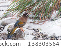 Rufous-Capped Babbler Perched on Snowy Rocks Amidst Grasses 138303564