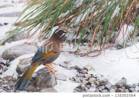 Rufous-Capped Babbler Perched on Snowy Rocks Amidst Grasses Rufous-Capped Babbler Perched on Snowy Rocks Amidst Grasses 138303564
