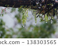 Dewdrops on Moss-Covered Fern Branch 138303565