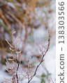 Hoarfrost on Twigs Taiwan Taipingshan Winter 138303566