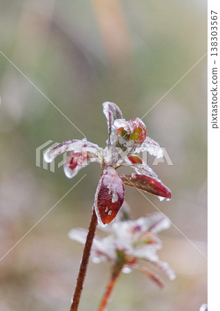 Winter Frost on Red Buds Taipingshan Taiwan 138303567