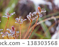 Icy Droplets on Green Cedar Needles Taiwan Forest 138303568