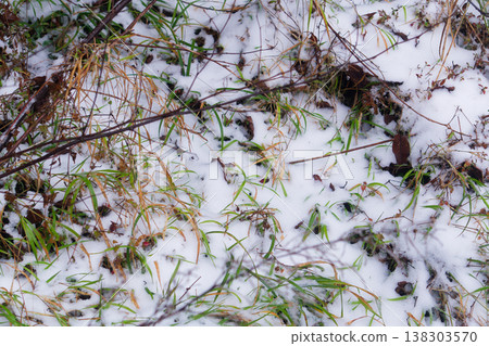Hoarfrost on Dry Winter Grass and Snowy Ground Hoarfrost on Dry Winter Grass and Snowy Ground 138303570