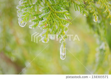 Frost-Covered Red Plant Stems in Winter Wonderland Frost-Covered Red Plant Stems in Winter Wonderland 138303571