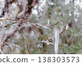 Icicle-Encased Bare Branches in Misty Winter Forest 138303573
