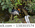 Black-Crowned Night Heron Perched by Pond Edge 138303574