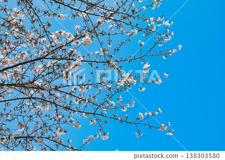Cherry Blossoms   138303580