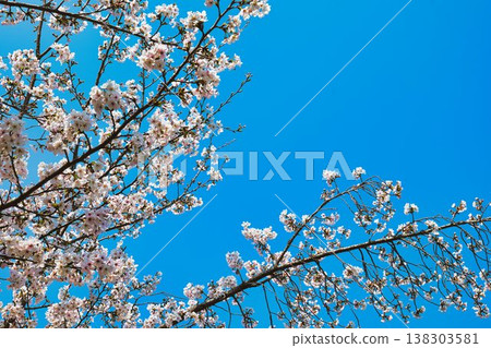 Cherry Blossoms   138303581