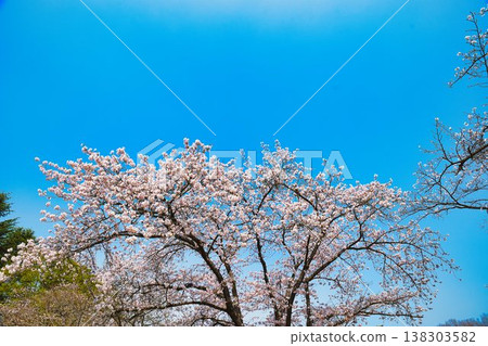 Cherry Blossoms   138303582