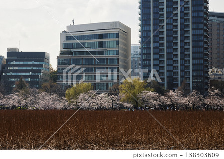 Ueno Shinobi pond cherry blossoms Ueno Shinobi pond cherry blossoms 138303609