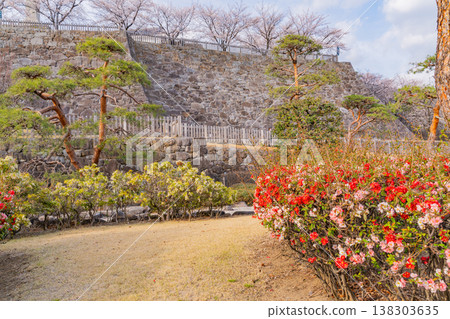 (山梨縣)舞鶴城公園(甲府城遺址)盛開的木瓜花 (山梨縣)舞鶴城公園(甲府城遺址)盛開的木瓜花 138303635