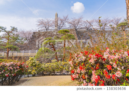 (山梨縣)舞鶴城公園(甲府城遺址)盛開的木瓜花 (山梨縣)舞鶴城公園(甲府城遺址)盛開的木瓜花 138303636